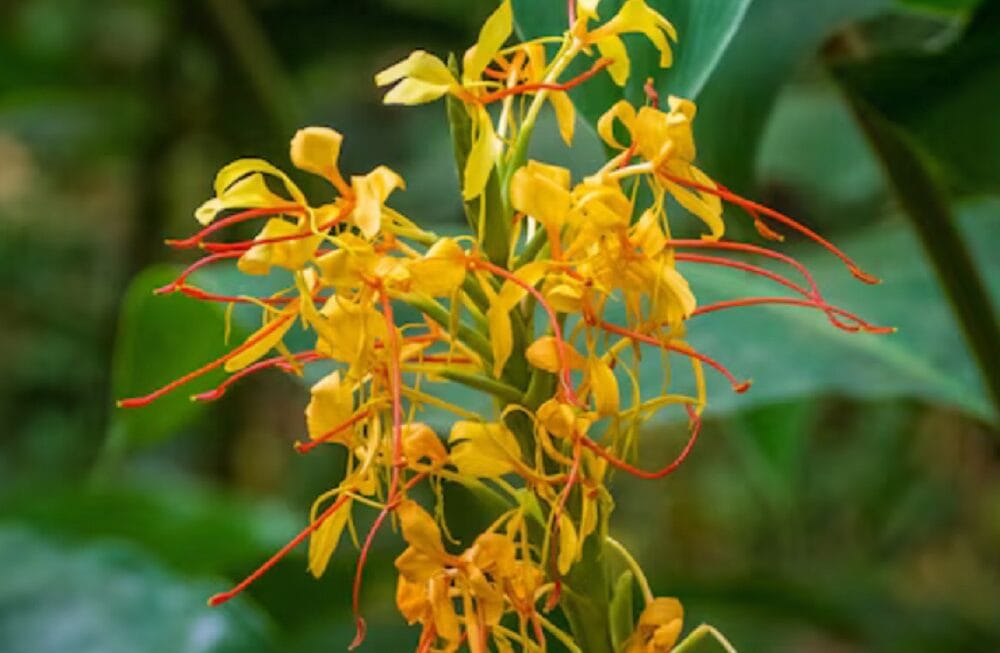 The Arjuna Tree: Unveiling Nature’s Healing Arsenal