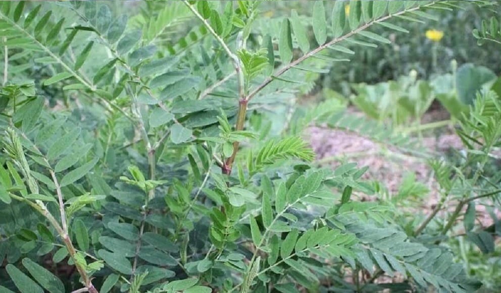 astragalus