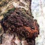 chaga