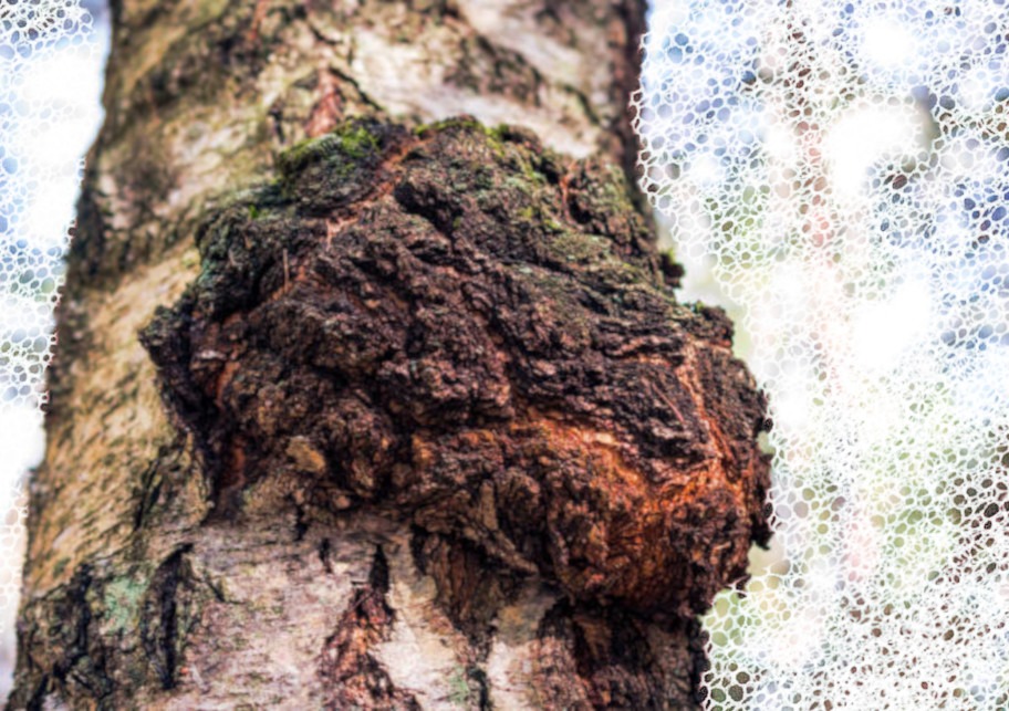 Mysteries of Chaga: a miraculous mushroom