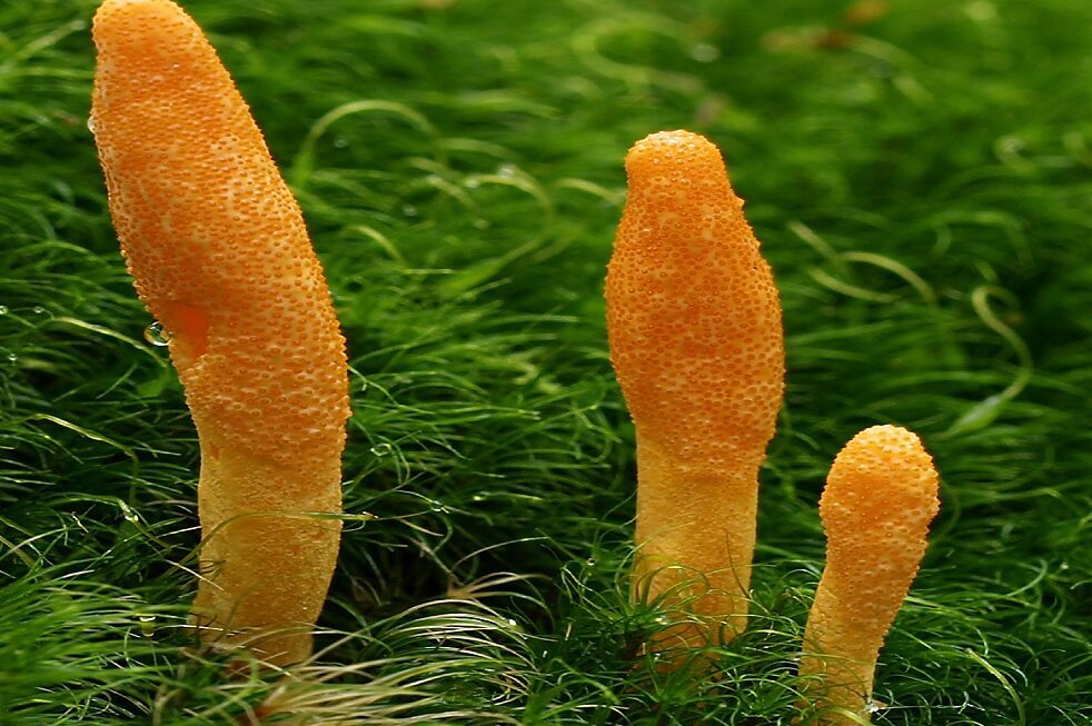 Unveiling the Mysteries of Cordyceps: Nature’s Medicinal Marvel