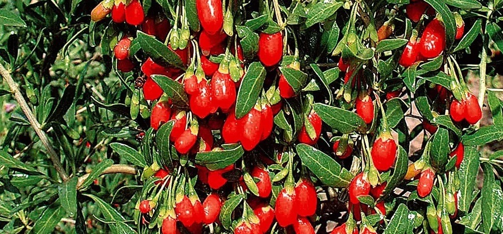 Exploring the Wonders of Goji Berries