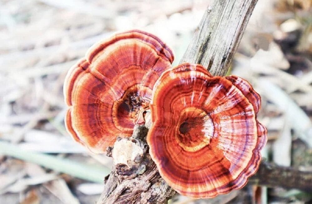 Exploring the Power of Reishi Mushroom: A Comprehensive Guide